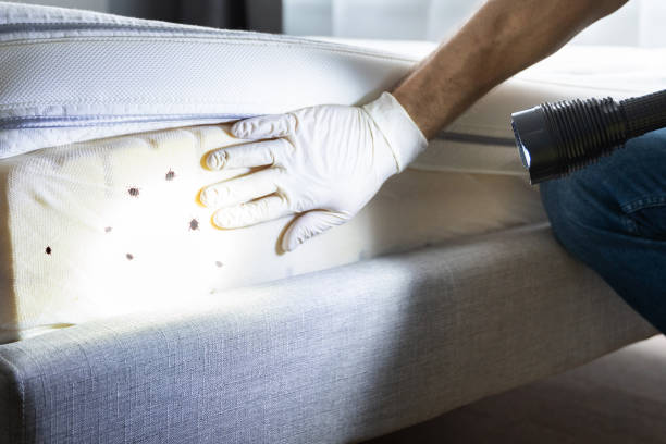 Best Ant Control Services  in Barboursville, WV
